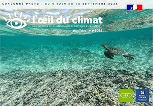 tortue