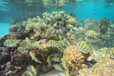 Avril, Tahaa, © Météo-France