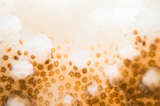 Juin Tetiaroa, © Théo Guillaume