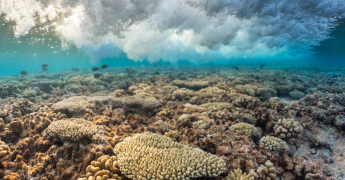 Évasion au cœur du lagon de Fakarava,